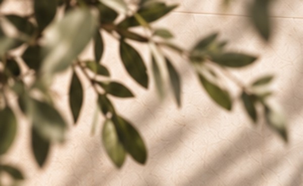 Sunlight and soft shadows of leaves on a pale wall